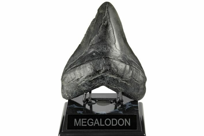 Bargain, Fossil Megalodon Tooth - South Carolina #168223